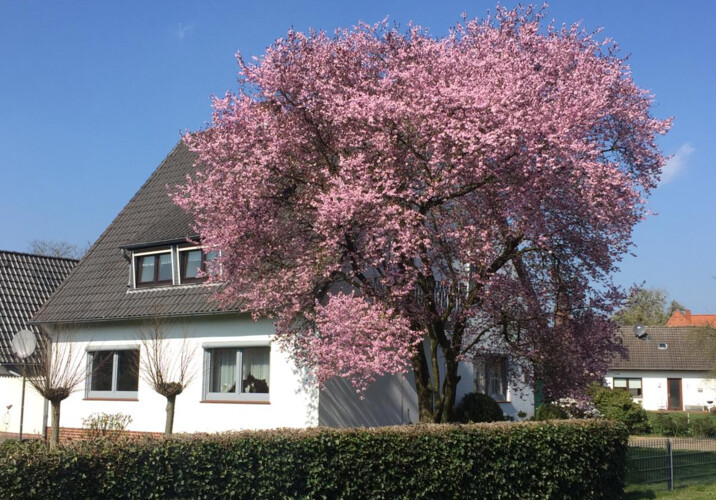 Außenansicht mit Garten