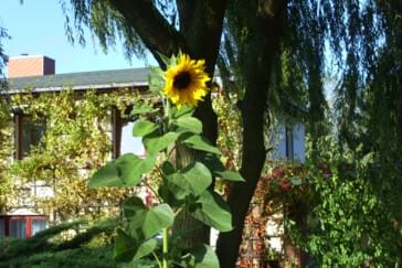 Monteurzimmer in Teschow-Alt Bukow - Ferienwohnung "Sonnenblume"