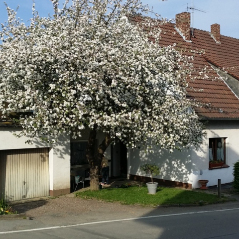 Monteurzimmer in Marsberg- Helminghausen - FeWo Haus Rübezahl