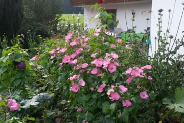 Monteurzimmer in Wessobrunn - Haflingerhof Rohrmoser 